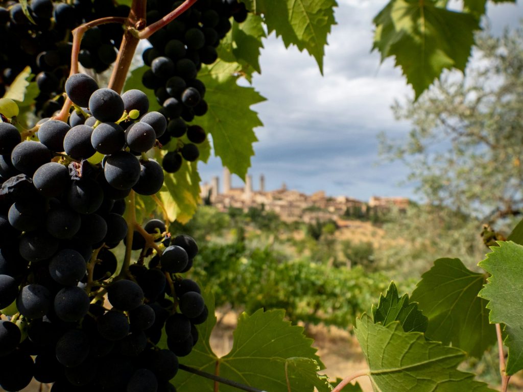 wine tasting agriturismo